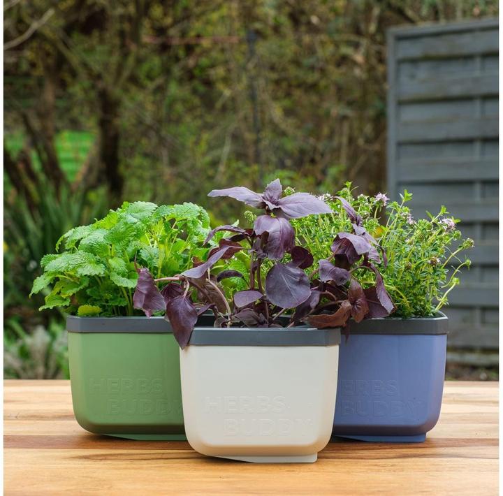 Actual product image Gusta Garden Herbs Buddy