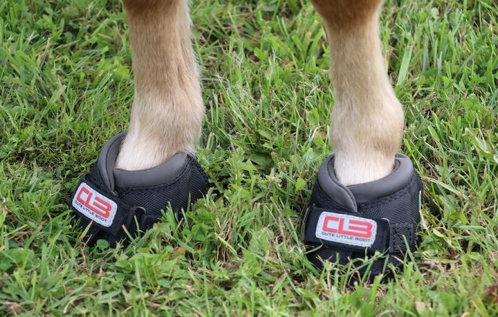Actual product image Cavallo Hoof shoes Cute Little Boot Slim (pair)