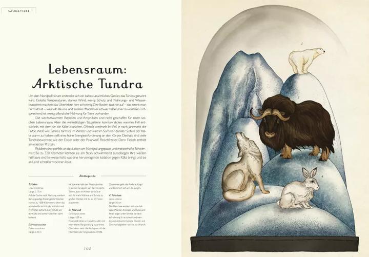 Produktbild Das Museum der Tiere (Deutsch, Jenny Broom, Katie Scott, 2014)