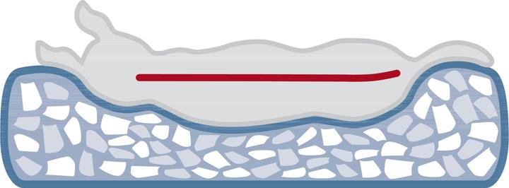 Actual product image Trixie Vital Noah (Dog)