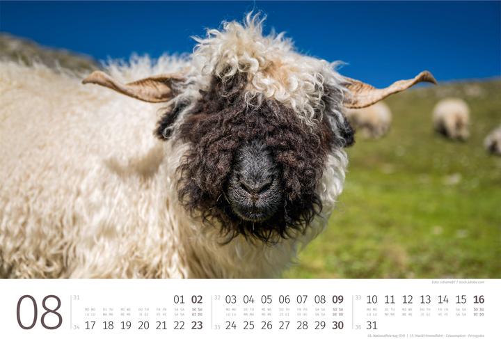 Produktbild Schafe Kalender 2026 (45 x 33 cm)