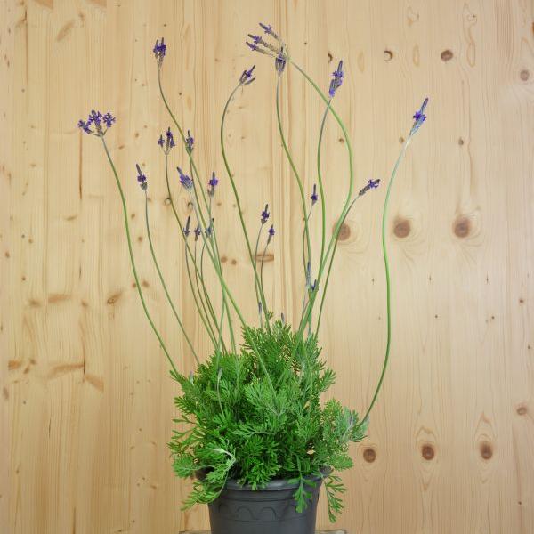 Produktbild Säntispracht Der kanarische Schmetterlings-Lavendel - Lavendula 'pinnata' (80 cm)