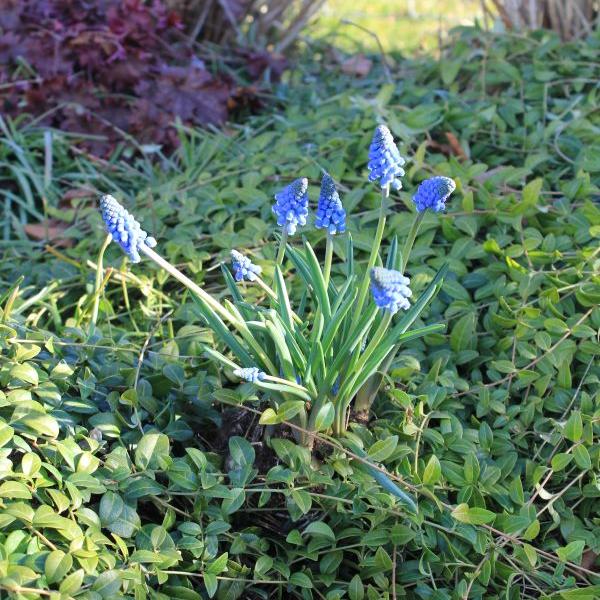 Immagine prodotto Säntispracht Set di 6 giacinti d'uva - Muscari armeniacum Big Smile Blue (15 cm)