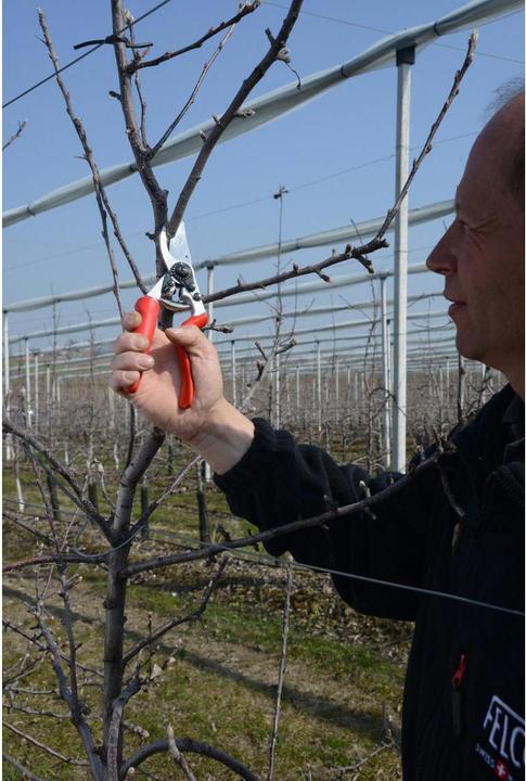 Actual product image Felco 7 Bypass secateurs for large hands, for right-handers