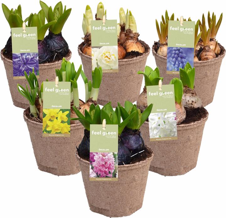 Produktbild Fresca-Plant Zwiebelmix FEEL GREEN (6 Stk.) (15 cm)