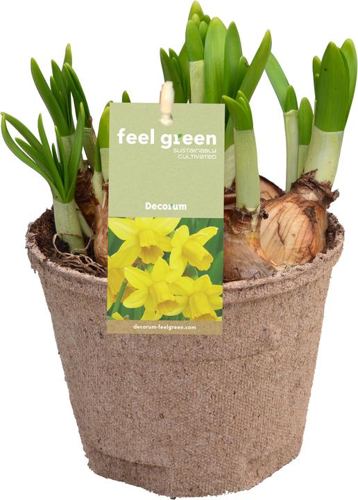 Produktbild Fresca-Plant Zwiebelmix FEEL GREEN (6 Stk.) (15 cm)