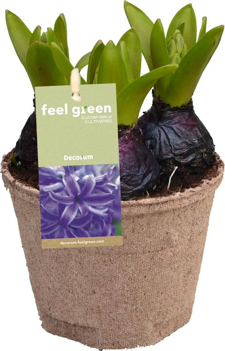Produktbild Fresca-Plant Zwiebelmix FEEL GREEN (6 Stk.) (15 cm)