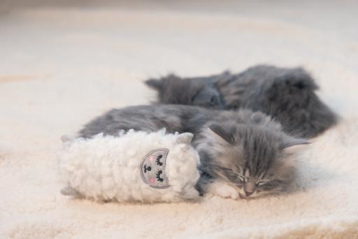 Actual product image Beeztees Kitten Toy Lama (Catmint toy)