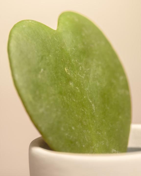 Immagine prodotto feey Starter-Set (30 cm, Appena rinvasata)