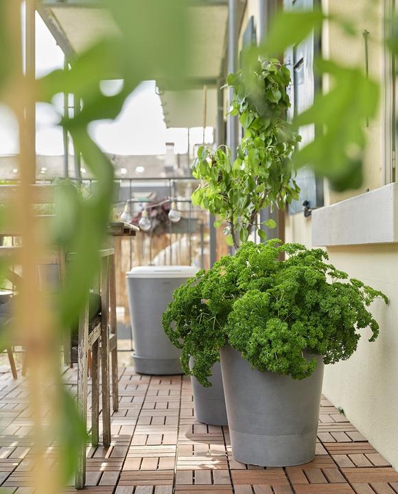 Produktbild Boum Starter Set (Bewässerungsset)