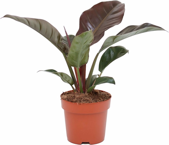 Produktbild Rutishauser Philodendron (60 cm)