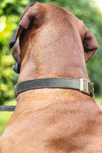 Actual product image Designed by Lotte Dog collar Velura (Dog, Walks)