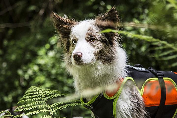 Produktbild Julius-K9 Multifunktionswestein (M, Hundeschwimmweste)