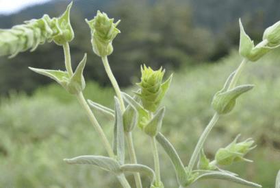 Produktbild Sonnentor Griechischer Bergtee (40 g)