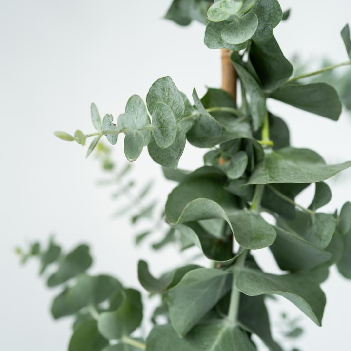 Produktbild Plant in a Box Eucalyptus cinerea 'Silver Dollar' (110 cm)