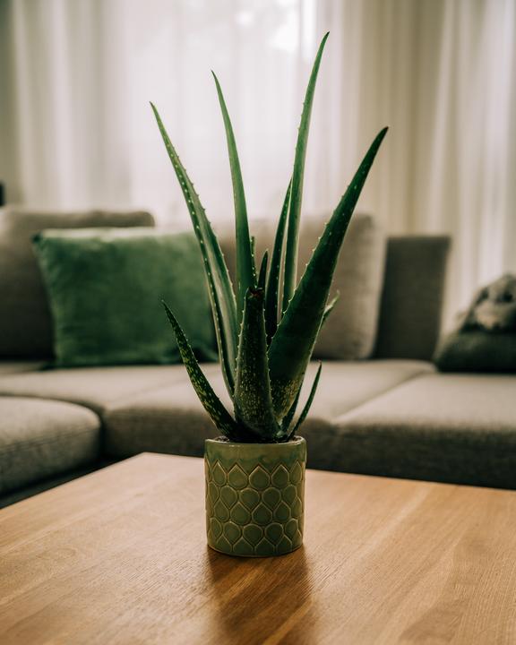 Image du produit Migros Ostschweiz Aloe Vera (46 cm)
