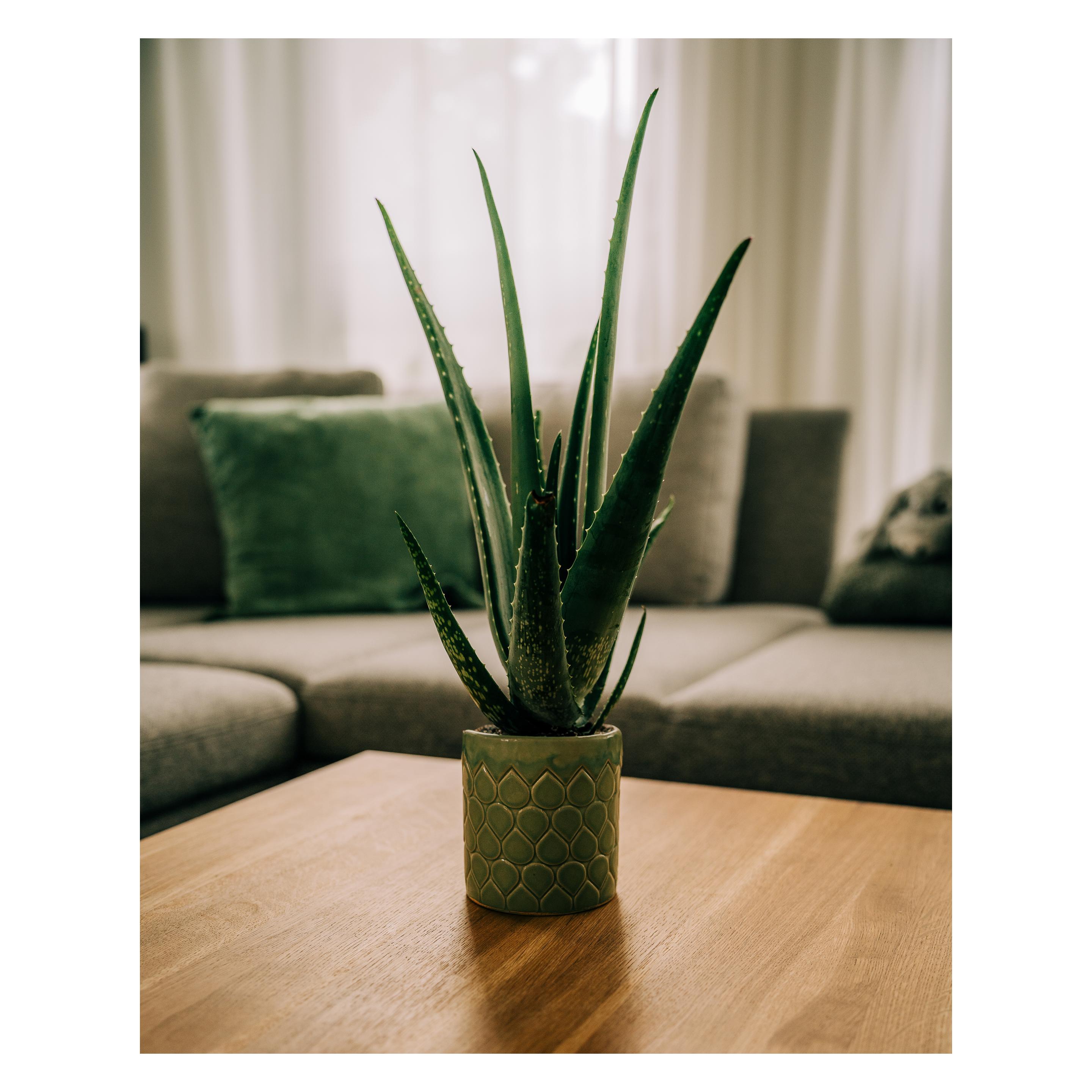 agave neomexicana winterhart Agave Americana | Kübelpflanze | winterhart