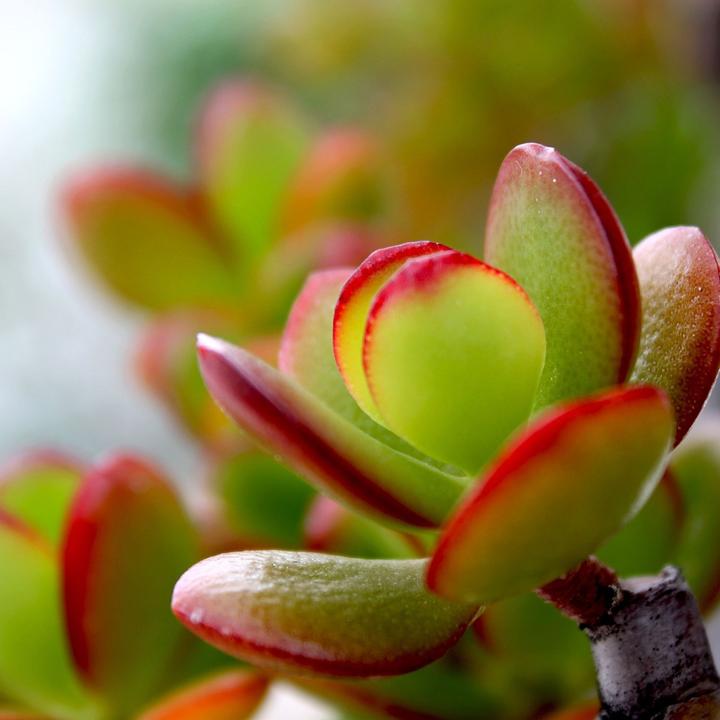 Actual product image Plant in a Box Crassula ovata Sunset - Jadepflanze (55 cm)