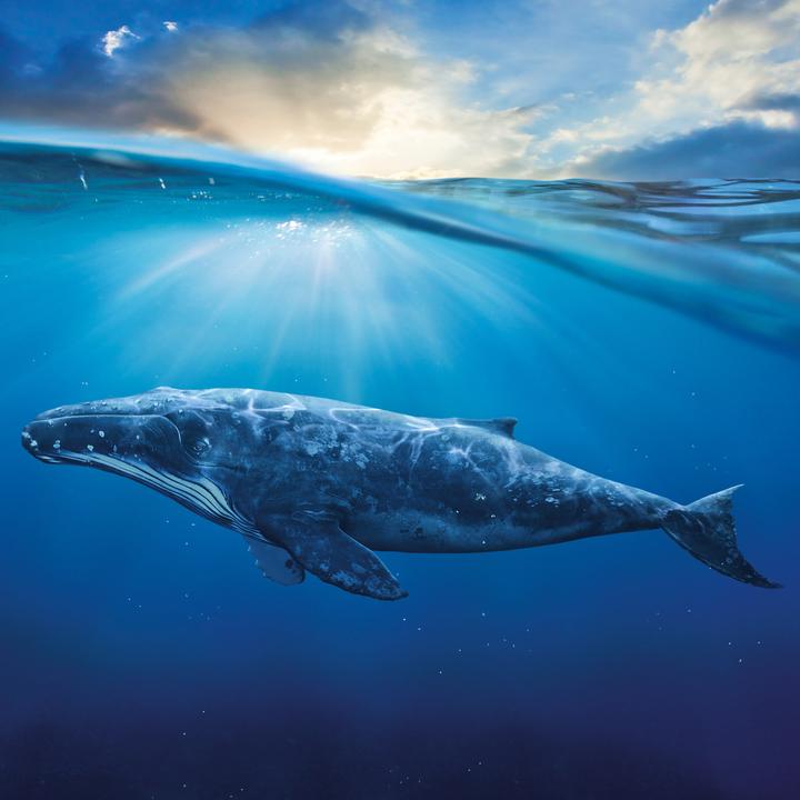 Produktbild Meerestiere 2026 (30 x 30 cm, Harter Einband, Deutsch, Spanisch, Französisch, Tschechisch, Polnisch, Niederländisch, Italienisch, Englisch)