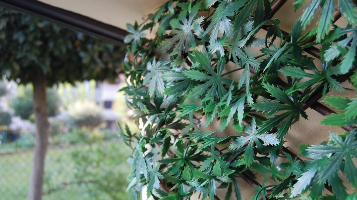 Image du produit Tenax Divy 3D X-Tens Acer Palmatum (200 cm)