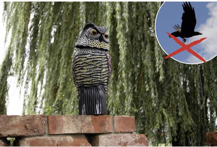 Actual product image Gardigo Owl bird repellent