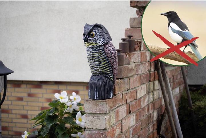 Actual product image Gardigo Owl bird repellent