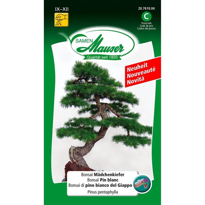 Image du produit Samen Mauser Bonsai Mädchenkiefer (Graines de fleurs)