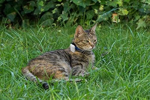 Actual product image Girafus Tracking device (Cat)