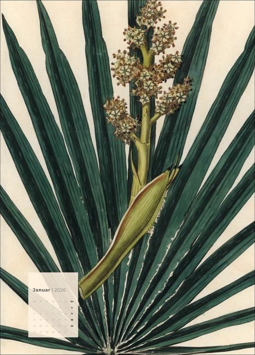 Produktbild Botanicals Kalender 2026 (49 x 68 cm)