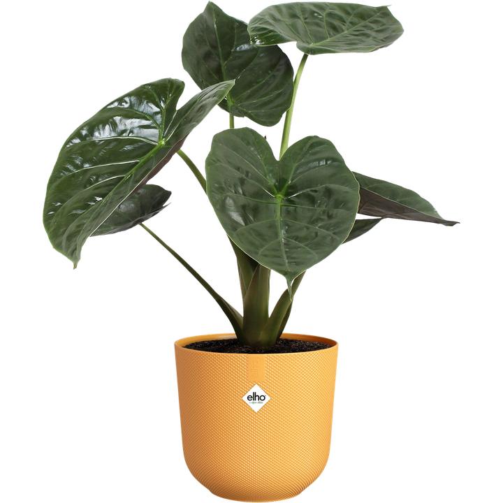 Image du produit Elho Jazz Rund (30 x 28 cm)