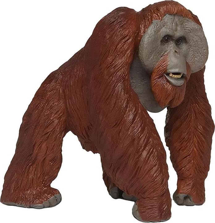 Image du produit Safari Wlw Borneo Orang-outan