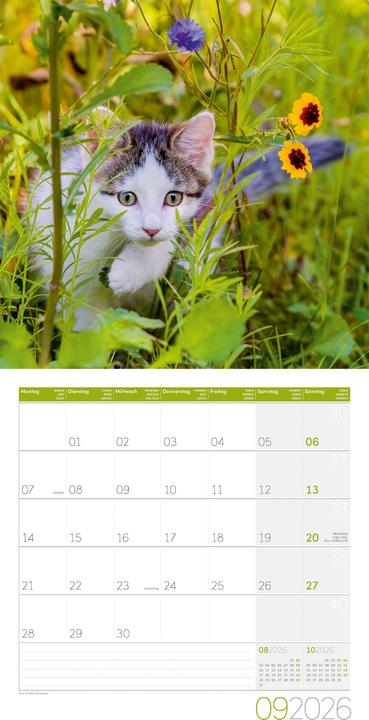 Produktbild Katzen Kalender 2026 - 30x30