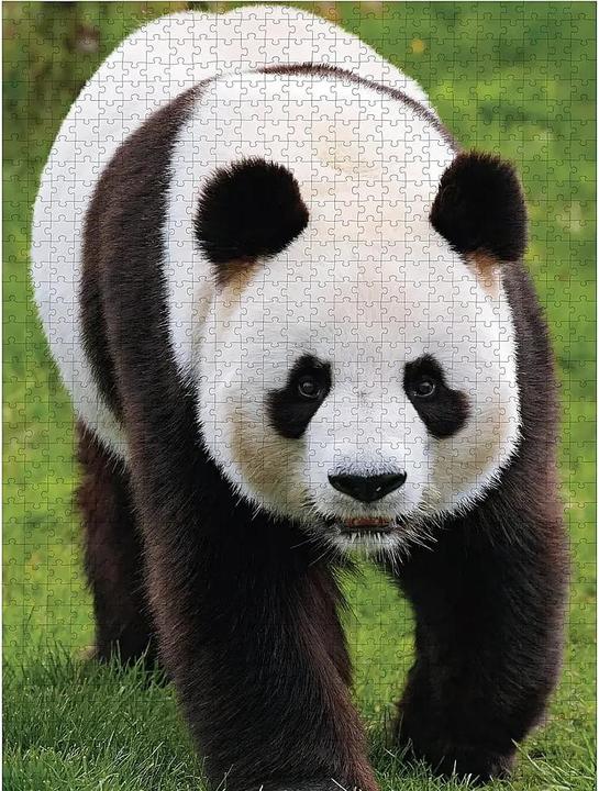 Produktbild Merchant Ambassador Pandas 1000 Teile (1000 Teile)