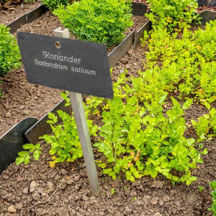 Immagine prodotto Relaxdays 10x Cartelli per piante in ardesia (0.50 cm, 10 cm)