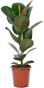 Produktbild Flowerbox Gummibaum - Ficus elastica "Robusta" (90 cm)