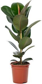 Flowerbox Gummibaum - Ficus elastica "Robusta" (90 cm)
