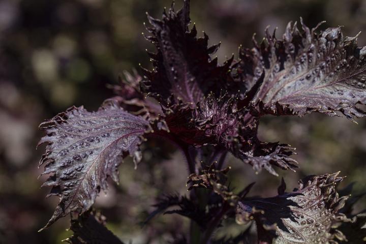 Image du produit Zollinger Bio Shiso (Perilla), Purpurroter (einjährig) (Germes)