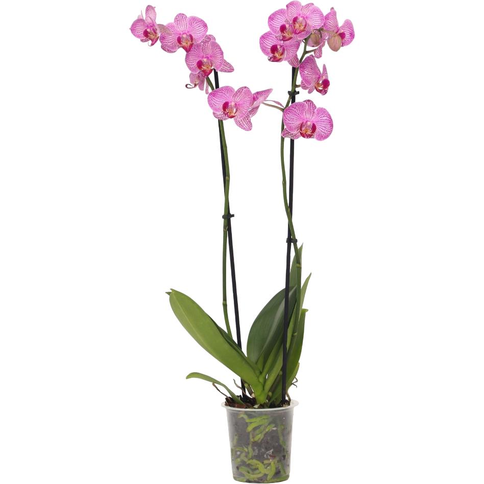 Plant in a Box, Pflanzen, Phalaenopsis - Schmetterlingsorchidee (50 cm)