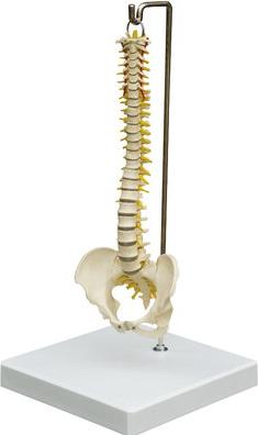 Immagine prodotto Ruediger RÜDIGER Spine mini