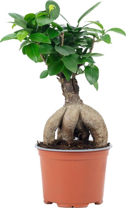 Immagine prodotto Flowerbox Bonsai - Ficus Ginseng (25 cm)