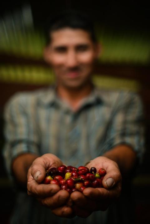 Image du produit Café Royal Brasil Crema (500 g, Torréfaction moyenne)