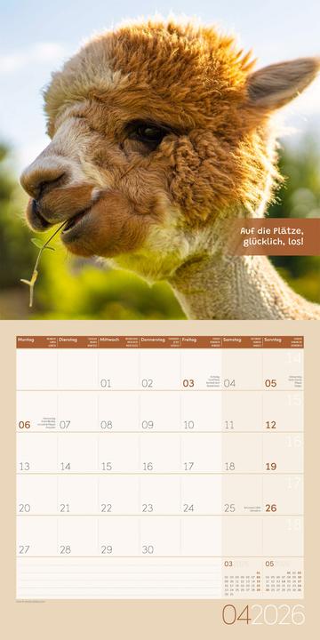 Image du produit No Drama, Lama! Kalender 2026 - 30x30 (30 x 30 cm, Couverture rigide, Allemand)