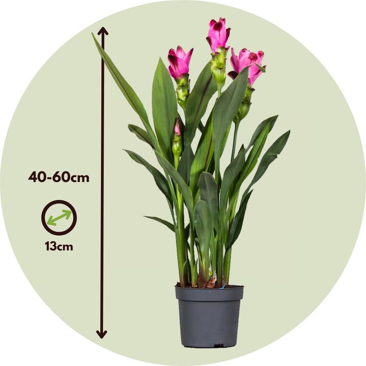 Immagine prodotto Plant in a Box Curcuma alismatifolia Siam Splash - Set di 4 curcuma (50 cm)