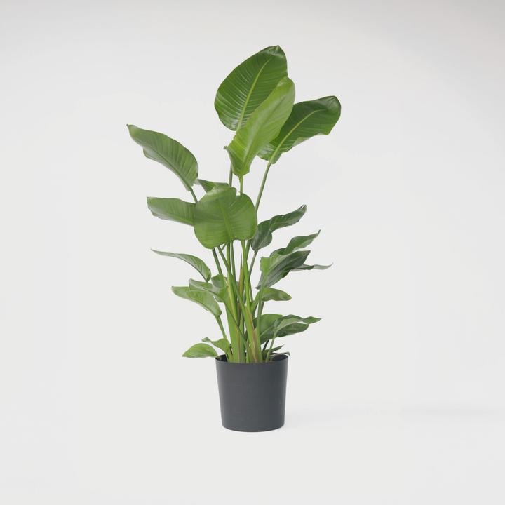 Actual product image Plant in a Box Strelitzia Nicolai - Bird of Paradise Flower (155 cm)