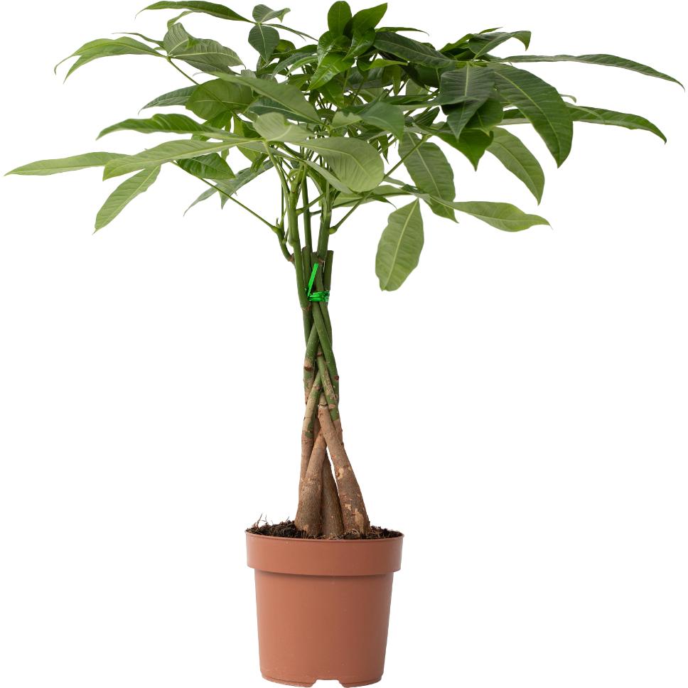 Plant in a Box, Pflanzen, Pachira Aquatica - Geldbaum (60 cm)