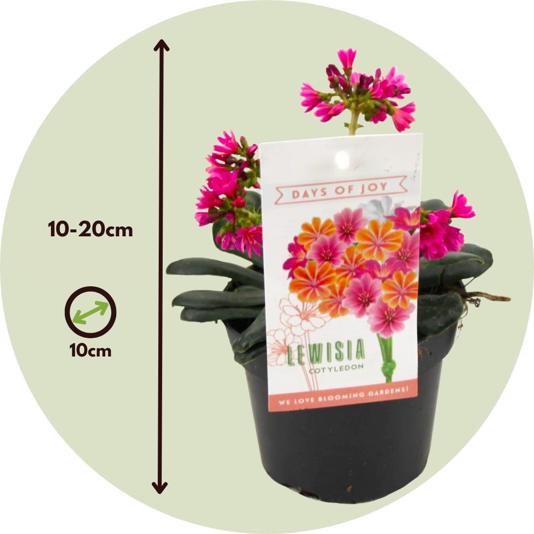 Thumbnail - Plant in a Box, Pflanzen, Lewisia cotyledeon - 6er-Set Bitterkraut (10 cm)