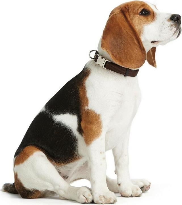 Produktbild Hunter Halsband Vario-Basic ALU-Strong Nylon (M, Hund, Hundesport)