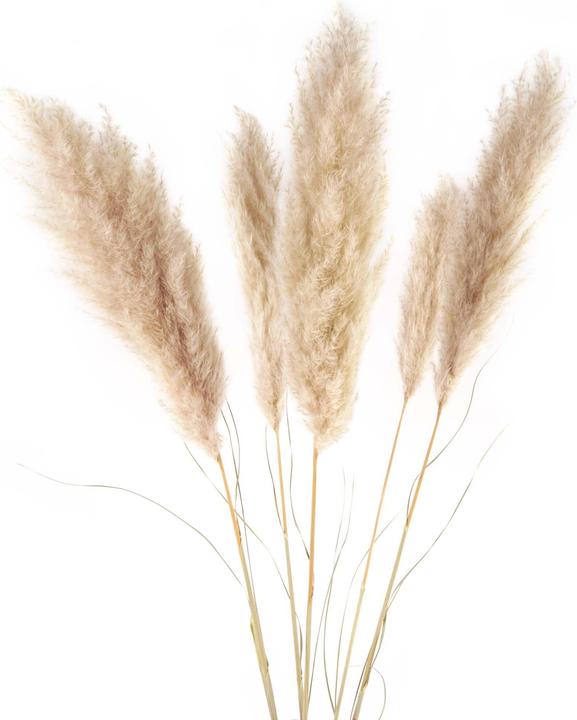 Geschenkkörbe CH Pampasgras Trockenblumen (Pampasgras)