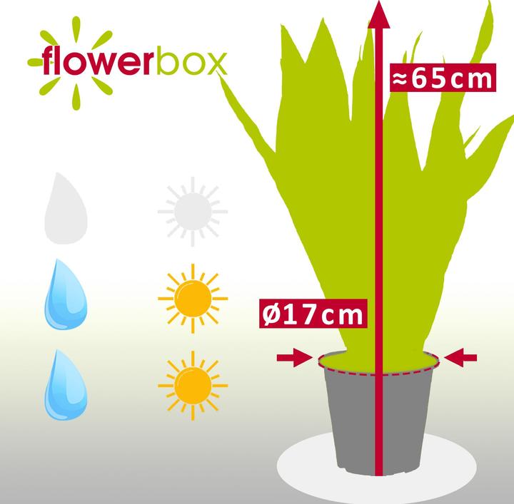 Immagine prodotto Flowerbox Canapa dell'arco - Sansevieria zeylanica (65 cm)