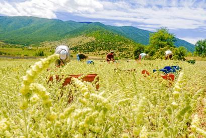 Produktbild Sonnentor Griechischer Bergtee (40 g)